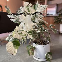 Variegated Monstera Albo Rooted - 5 feet tall - Highly Variegated 3x Plants