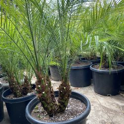 Pygmy Palms 