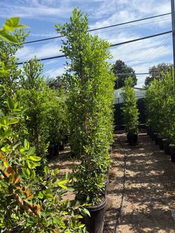 Ficus Nitida Indian Laurel 8’-9’ tall