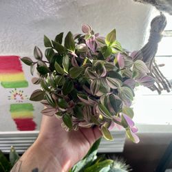 Tradescantia Tricolor