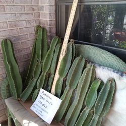 2 Ft t Scratch & Dent Peruvian Apple Cactus $10 Each