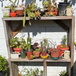 All This Succulents $5 And $10 Each