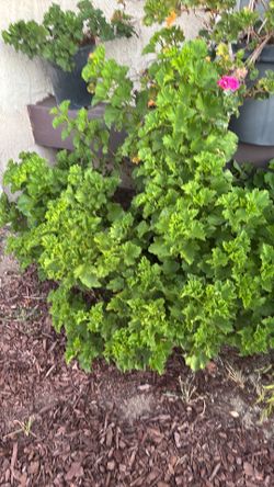 Plants
