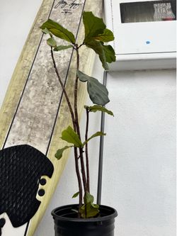 Fig Tree