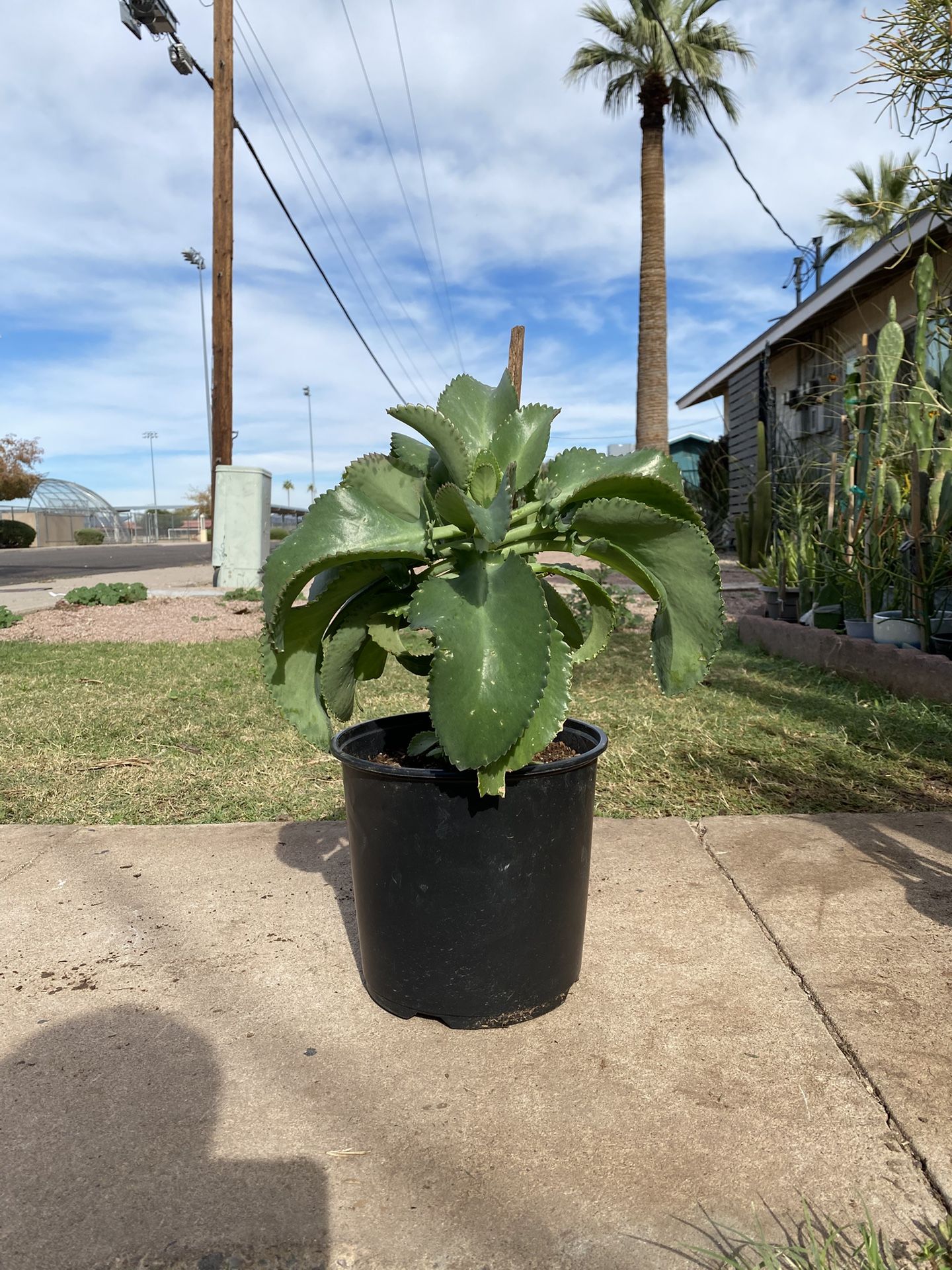 Large Mother of Thousands