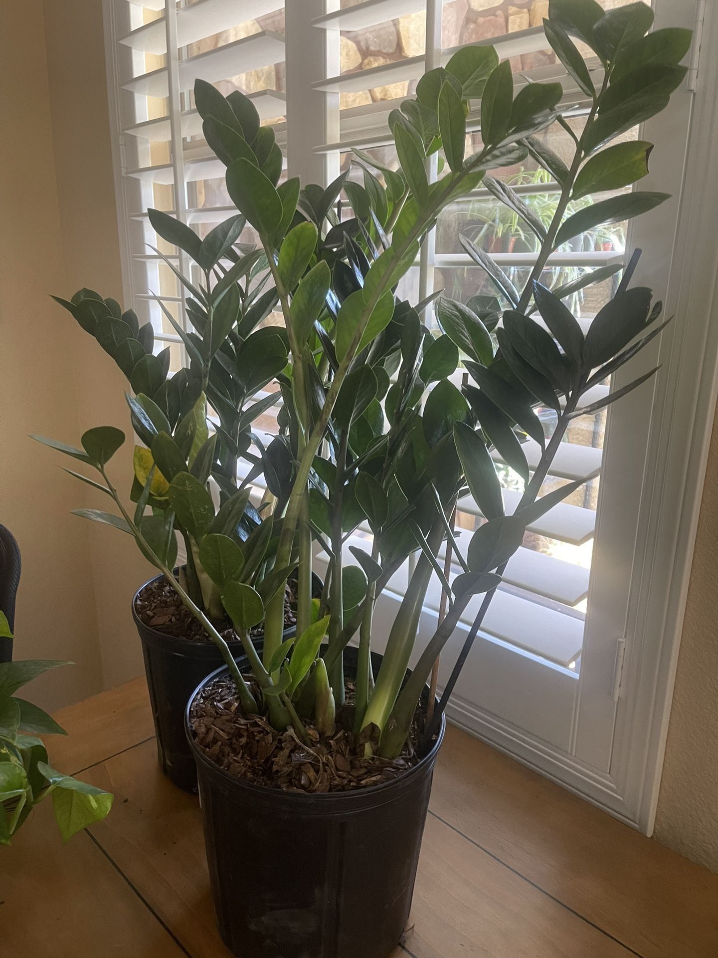 ZZ Plant In 9” Pot Over 2.5 Feet Tall