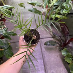 4” Philodendron Tortum
