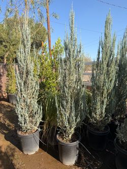 Blue point junipers 15 gal