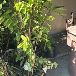 Guanabana Tree