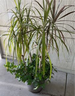 Planta natural $$30