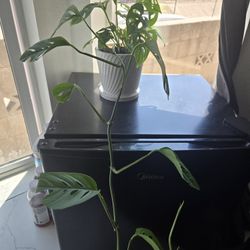 Plant