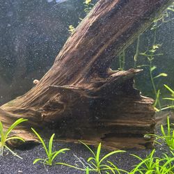 Driftwood