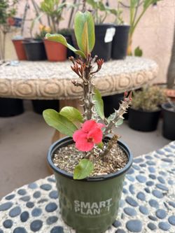 Pink Crown of Thorns Live Plant, Euphorbia Milii