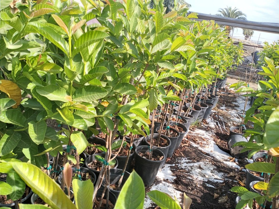 5 Gallon White And Pink Guava Trees!!!
