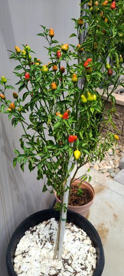Hot chilli Plant