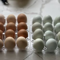 Fertile eggs