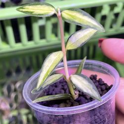 Hoya Bella Luis Bois