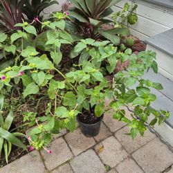 4 O'clock Plant