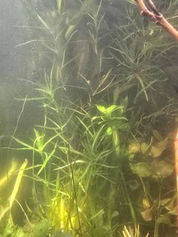 Guppy Grass