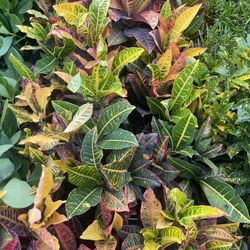 Varieties Of Croton Plants-3gal Full, Vibrant. 