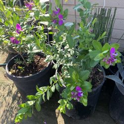 Sweet Pea Plant In15 Gallon Pot 30$
