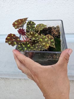 Small begonia open  Terrarium