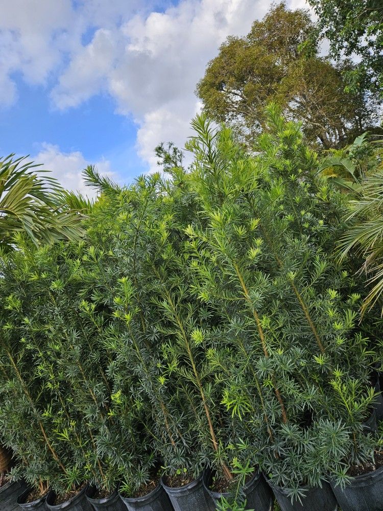 Podocarpus Over 6 Feet Tall Instant Privacy Hedge For Fence Green Full Ready For Planting 