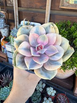 Rainbow Echeveria 4”