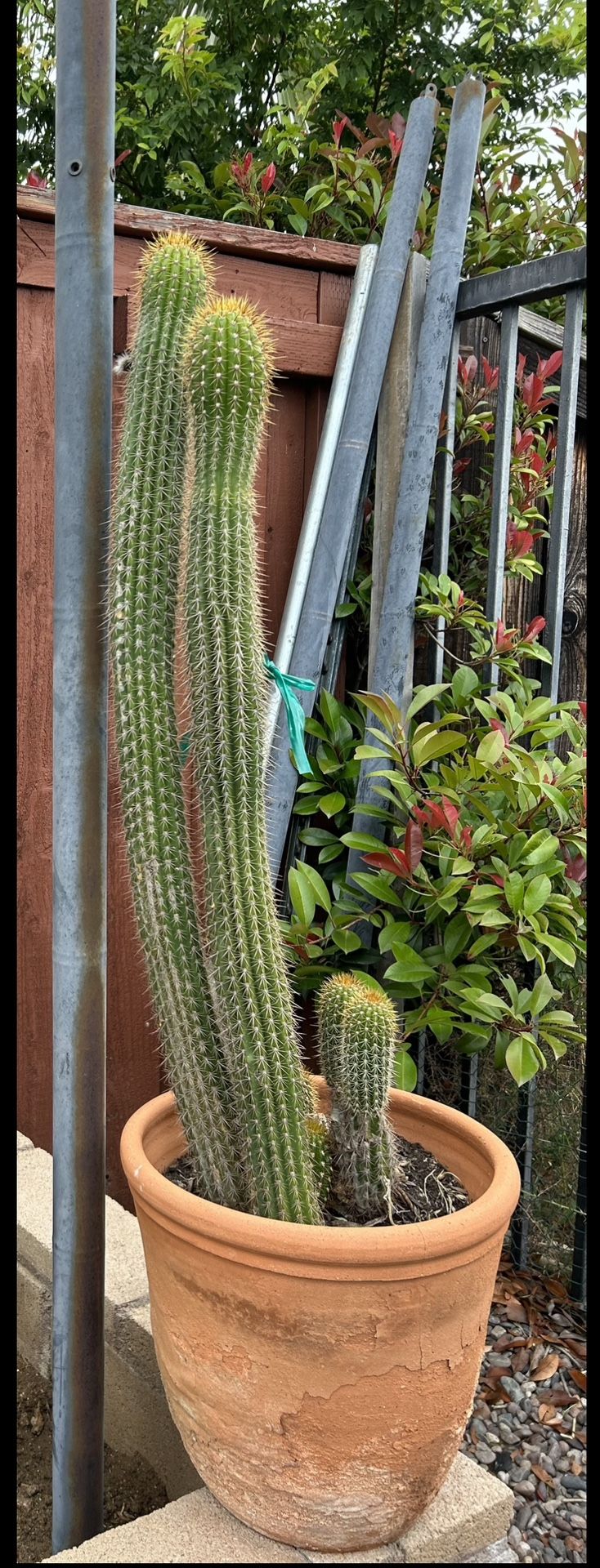 Cactus .. Flowers Are Coming …3ft Tall..In A Clay 5 Gl. Pot..$35.00  Firm 