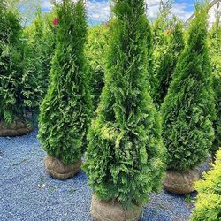 Privacy Tree Sale FREE DELIVERY! Emerald Green & Green Giants 