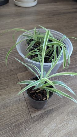 Spider Plant - The Air Purifier (4 Minis)