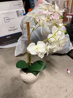 Decorative orchid