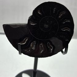 Black And Grey Druzy Ammonite