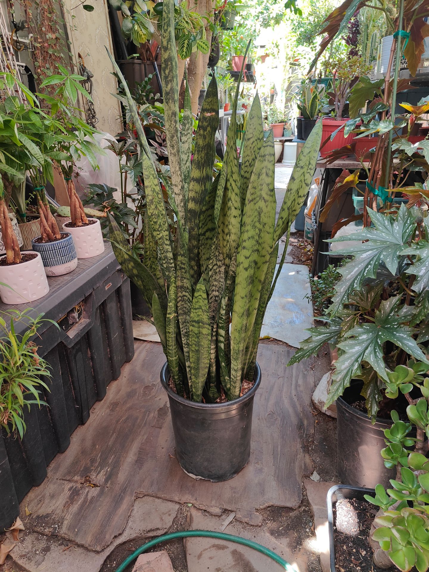 Snake Plant
