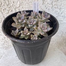 1 Gallon Pot Succulent Plant - Sedum Mendozae - Shimmering Rose - Rooted & Established - 🪴- Drought Resistant 