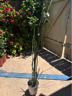 Cola de Caballo/ Horsetail Plant