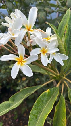 Plumeria Blanca