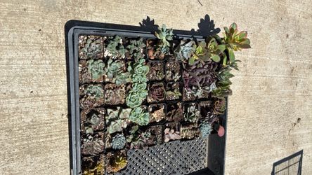 2” succulents