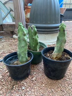 Totem Pole Cactus