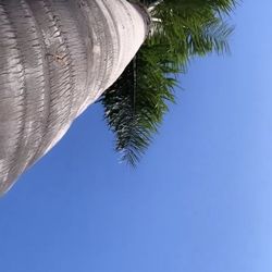 Palm Trees