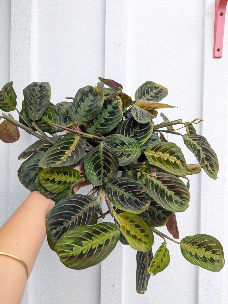 Red Maranta Plant 6" Pot - Indoor House Plants 