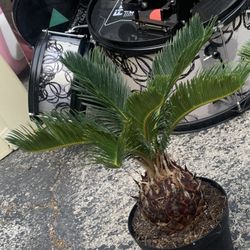 King Sago Palm Tree Plants!! $35 Each!! 