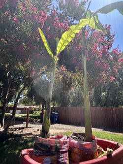 Ornamental Banana Trees