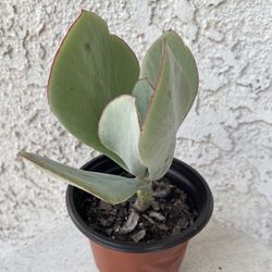4 Inch Pot Succulent Plant - Silver Pig’s Ear Cotyledon Orbiculata - White Lady - Rooted & Established - 🪴- Drought Resistant  