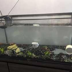 40 Gallon Fish Tank