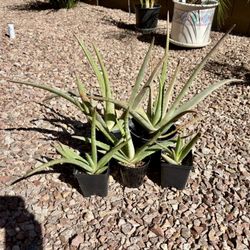 Aloe Plants
