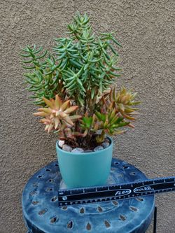 Succulent Arrangements 