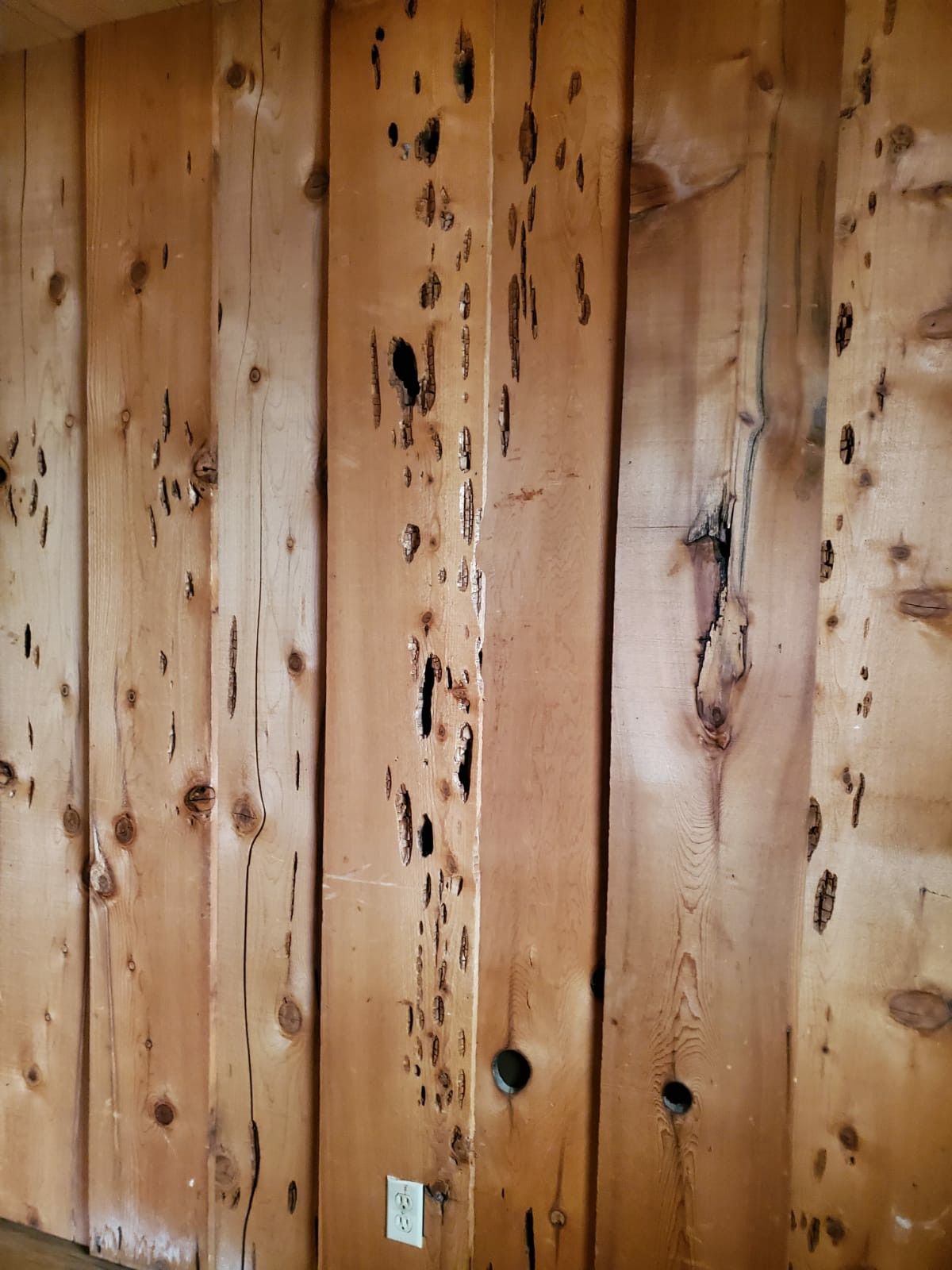 Cedar woodpecker 1x12. 8f. 9f. 10f. 60 pieces