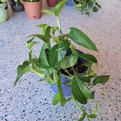 Pothos Plant 