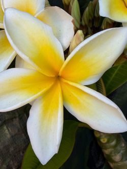 Frangipani Pluemria
